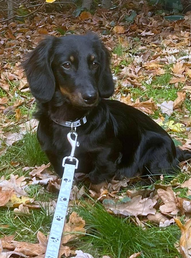 Molly & Cooper *** A L L E B E I   G E A D O P T E E R D ***