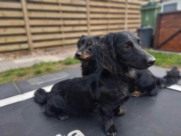 Molly & Cooper *** A L L E B E I   G E A D O P T E E R D ***