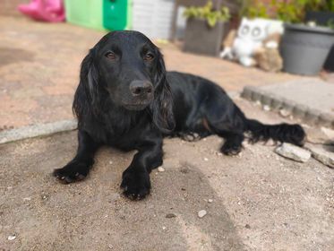 Molly & Cooper *** A L L E B E I   G E A D O P T E E R D ***