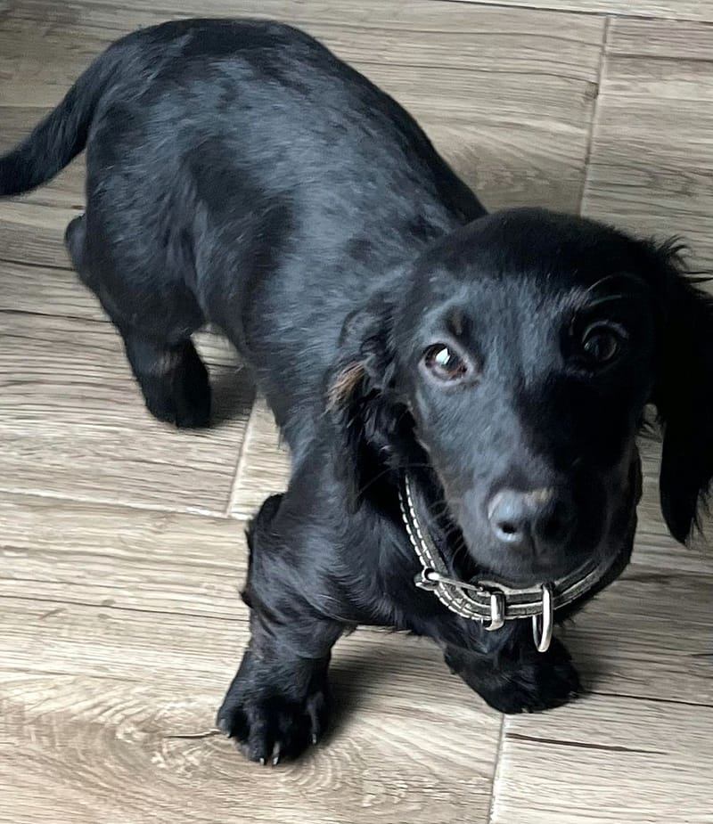 Molly & Cooper *** A L L E B E I   G E A D O P T E E R D ***