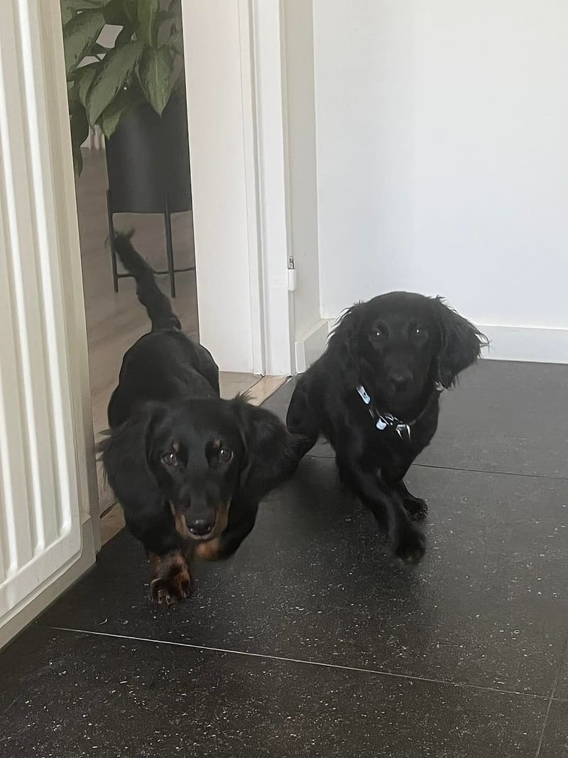 Molly & Cooper *** A L L E B E I   G E A D O P T E E R D ***