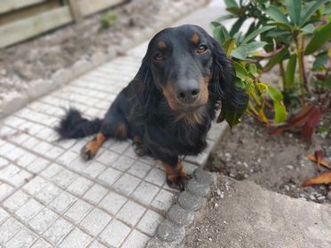 Molly & Cooper *** A L L E B E I   G E A D O P T E E R D ***