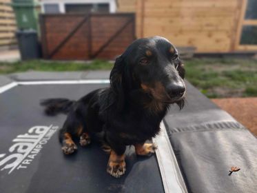 Molly & Cooper *** A L L E B E I   G E A D O P T E E R D ***