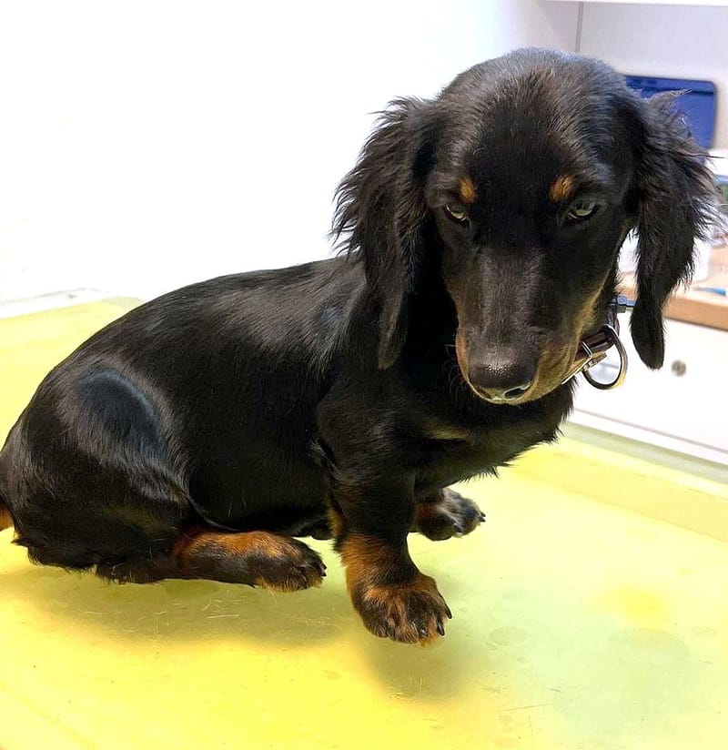 Molly & Cooper *** A L L E B E I   G E A D O P T E E R D ***