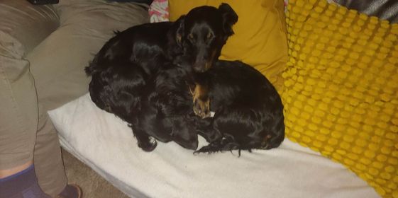 Molly & Cooper *** A L L E B E I   G E A D O P T E E R D ***