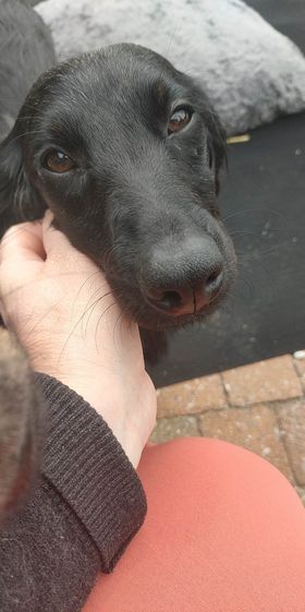 Molly & Cooper *** A L L E B E I   G E A D O P T E E R D ***