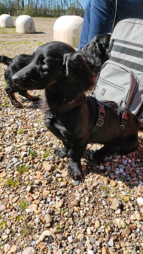 Molly & Cooper *** A L L E B E I   G E A D O P T E E R D ***