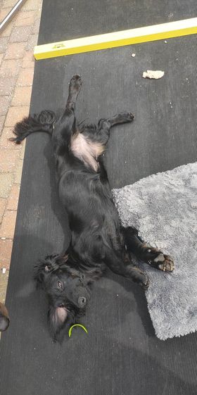 Molly & Cooper *** A L L E B E I   G E A D O P T E E R D ***