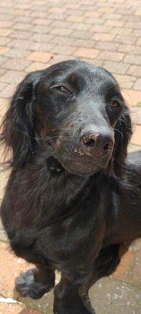 Molly & Cooper *** A L L E B E I   G E A D O P T E E R D ***