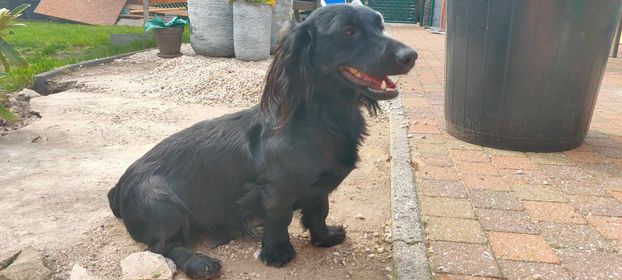 Molly & Cooper *** A L L E B E I   G E A D O P T E E R D ***