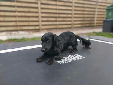 Molly & Cooper *** A L L E B E I   G E A D O P T E E R D ***