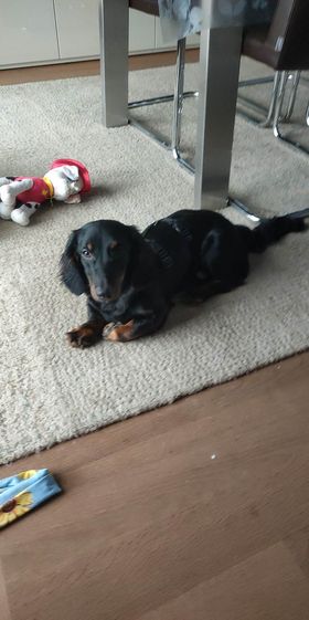 Molly & Cooper *** A L L E B E I   G E A D O P T E E R D ***