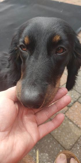 Molly & Cooper *** A L L E B E I   G E A D O P T E E R D ***