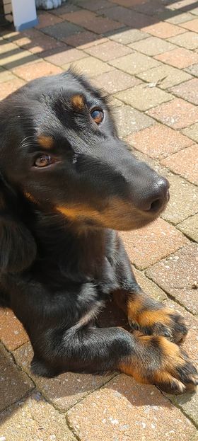 Molly & Cooper *** A L L E B E I   G E A D O P T E E R D ***