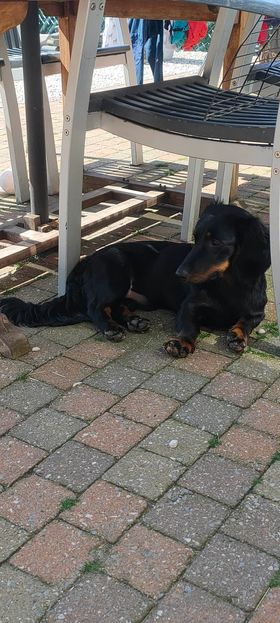 Molly & Cooper *** A L L E B E I   G E A D O P T E E R D ***