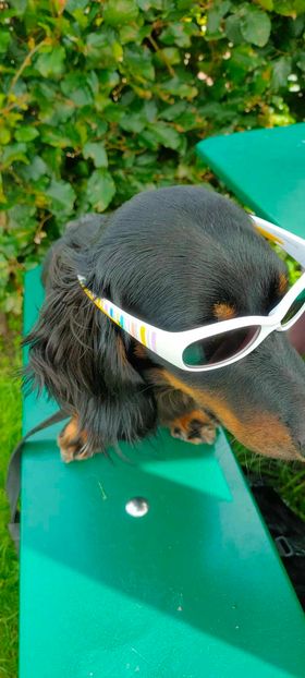 Molly & Cooper *** A L L E B E I   G E A D O P T E E R D ***