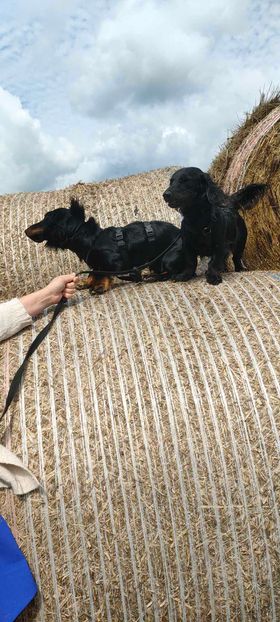 Molly & Cooper *** A L L E B E I   G E A D O P T E E R D ***