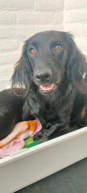 Molly & Cooper *** A L L E B E I   G E A D O P T E E R D ***