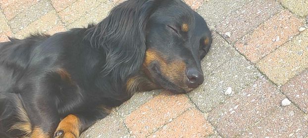 Molly & Cooper *** A L L E B E I   G E A D O P T E E R D ***