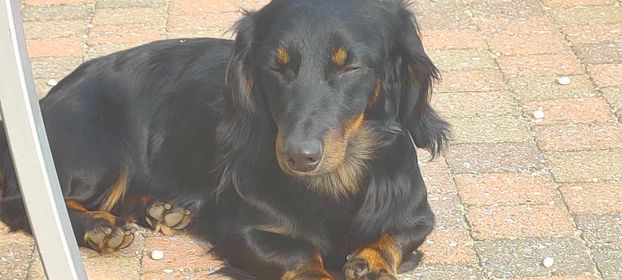 Molly & Cooper *** A L L E B E I   G E A D O P T E E R D ***