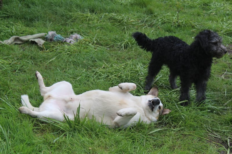  *** GEADOPTEERD *** 🐾💛 Maak kennis met Buddy in Nederland – een lieve ziel op zoek naar zijn Forever Home 💛🐾