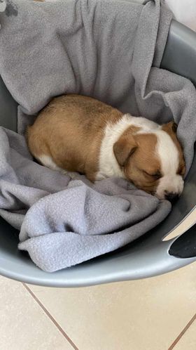 R U F U S    ******    G E A D O P T E E R D     ******