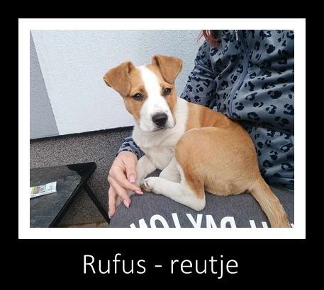 R U F U S    ******    G E A D O P T E E R D     ******