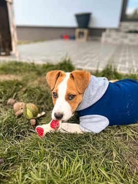 R U F U S    ******    G E A D O P T E E R D     ******