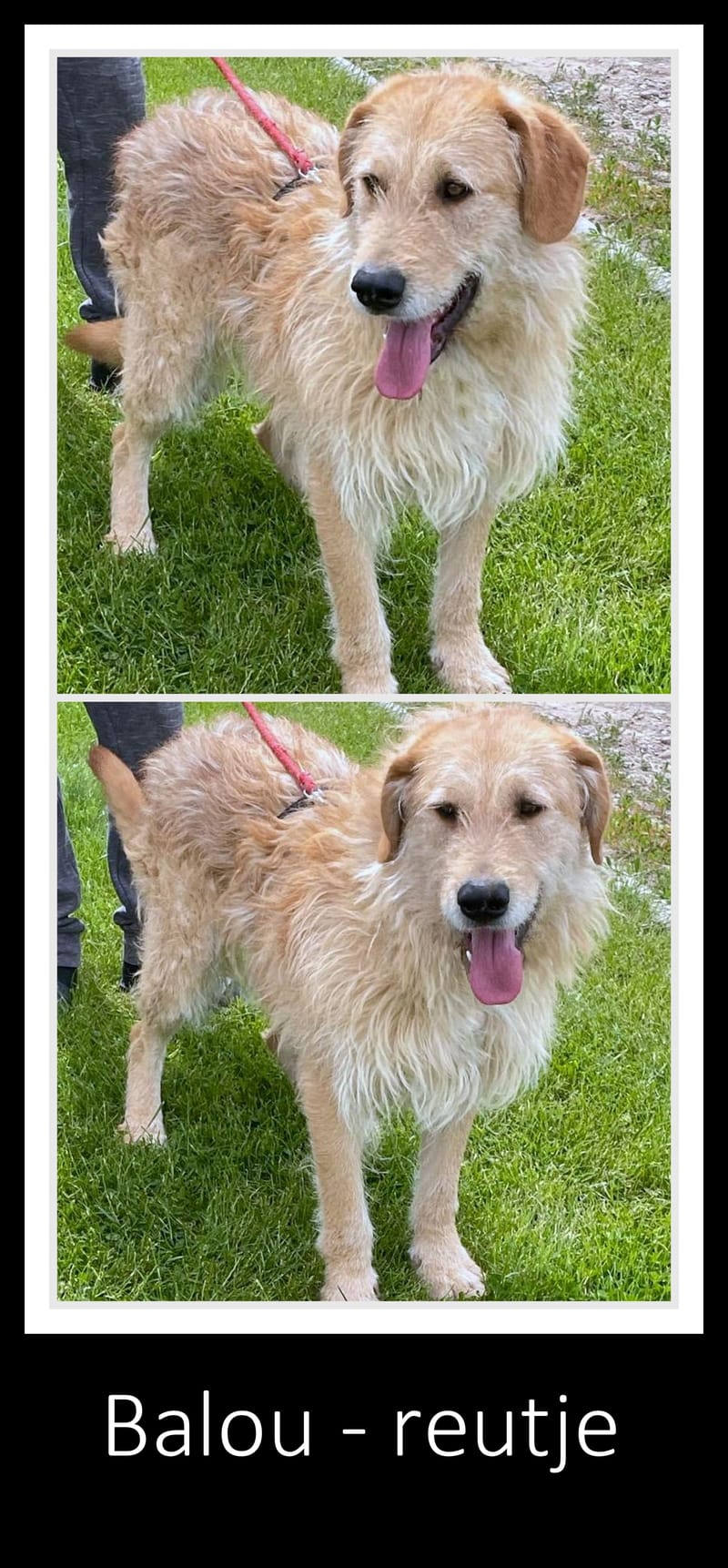 B A L O U   *** GEADOPTEERD IN UK  ***