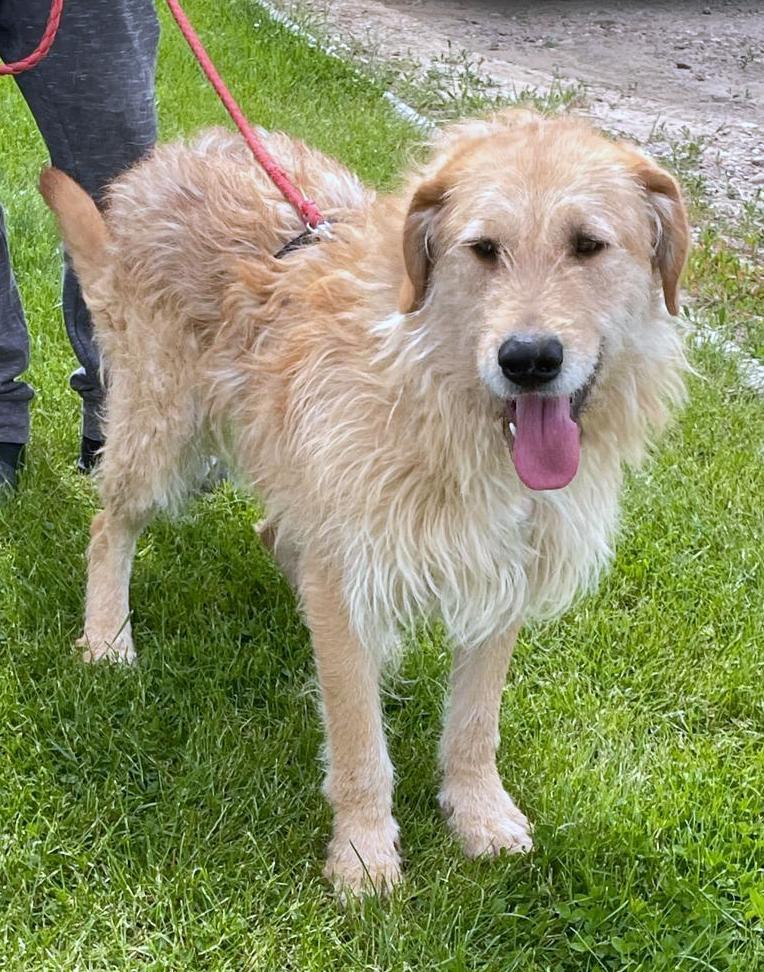 B A L O U   *** GEADOPTEERD IN UK  ***