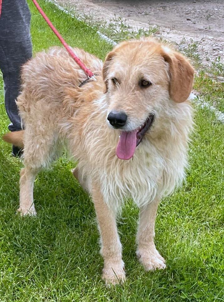 B A L O U   *** GEADOPTEERD IN UK  ***