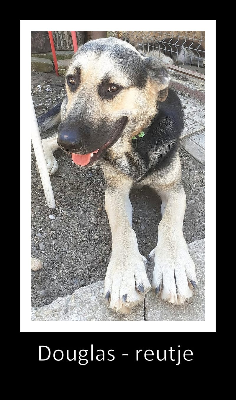 D O U G L A S  (ALIAS "DOOGIE")  *** GEADOPTEERD ***