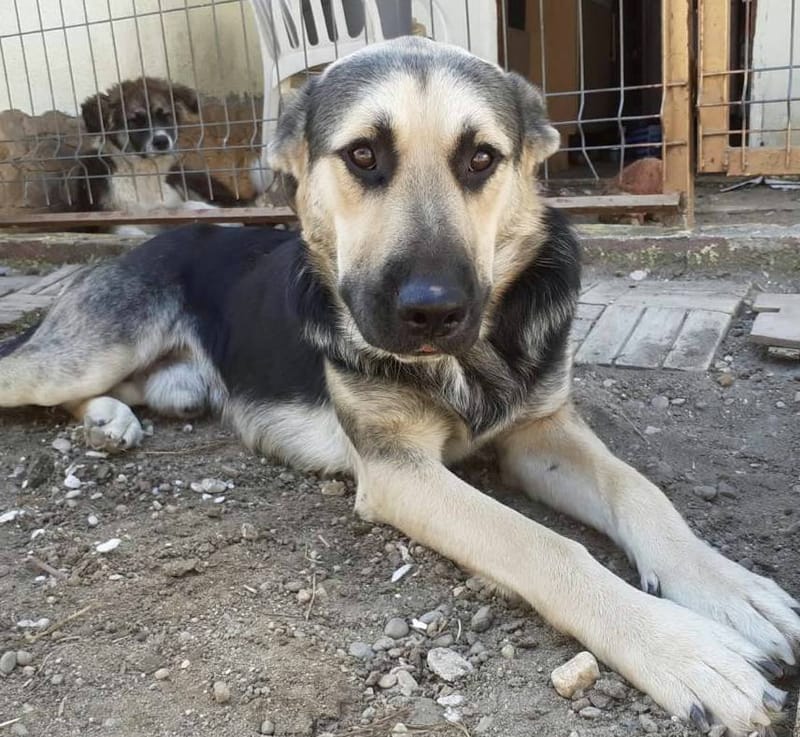 D O U G L A S  (ALIAS "DOOGIE")  *** GEADOPTEERD ***