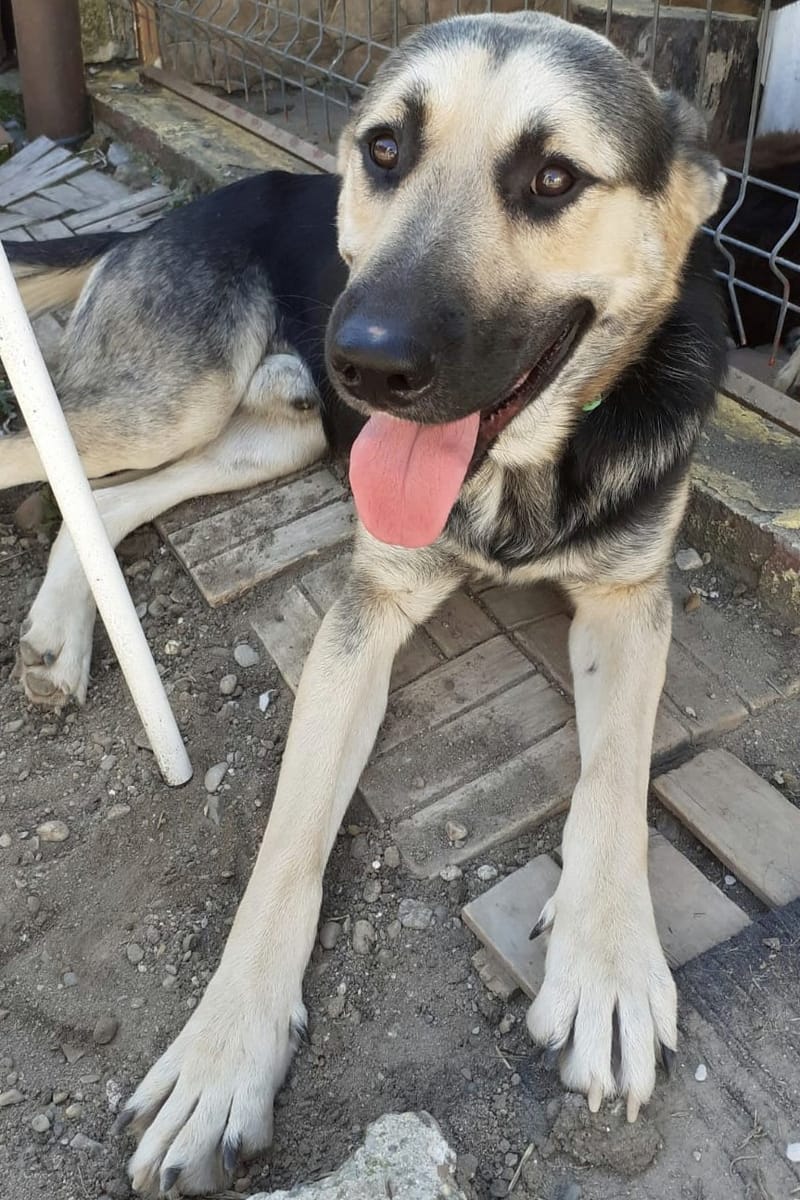 D O U G L A S  (ALIAS "DOOGIE")  *** GEADOPTEERD ***