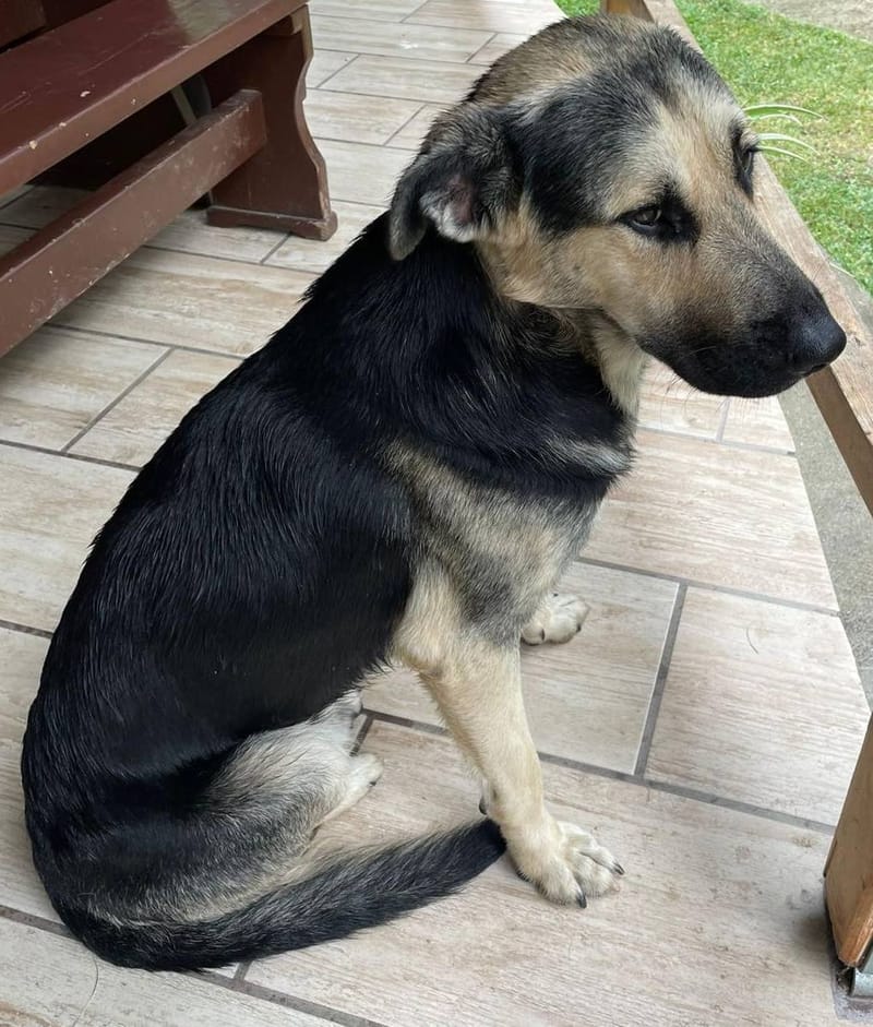 D O U G L A S  (ALIAS "DOOGIE")  *** GEADOPTEERD ***