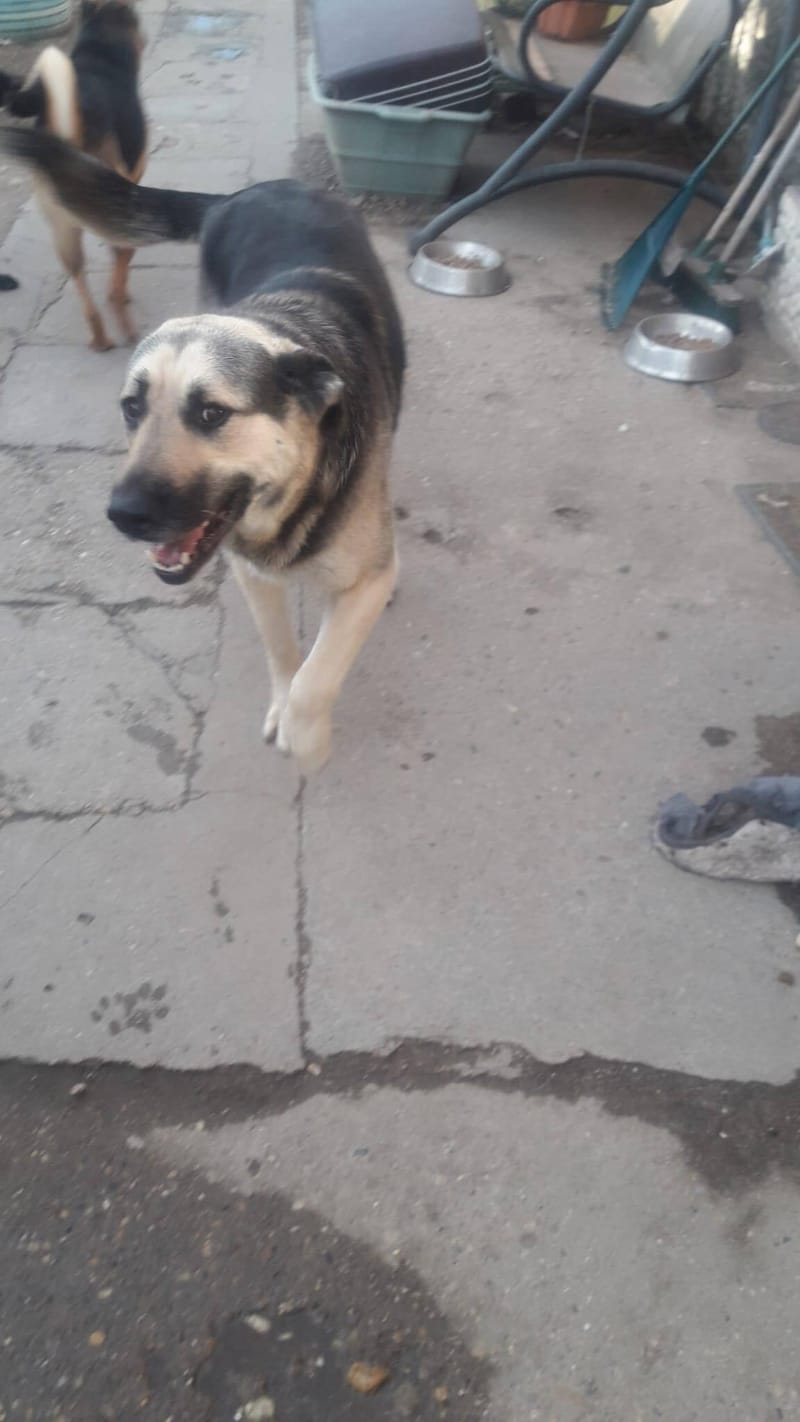 D O U G L A S  (ALIAS "DOOGIE")  *** GEADOPTEERD ***