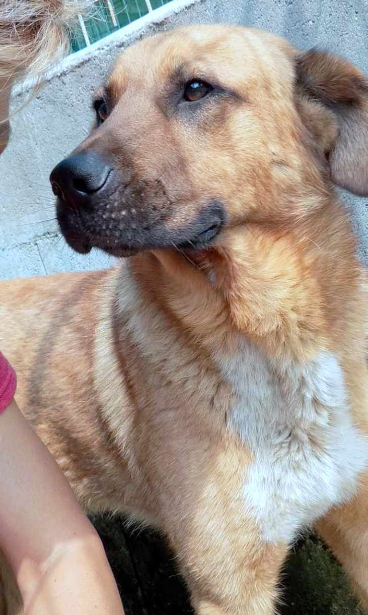 M I L O **** GEADOPTEERD ****