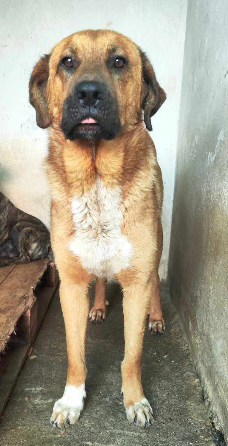 M I L O **** GEADOPTEERD ****