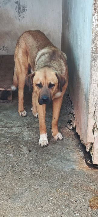 M I L O **** GEADOPTEERD ****