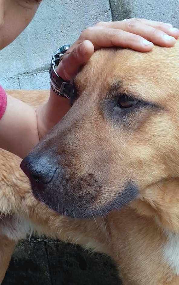 M I L O **** GEADOPTEERD ****