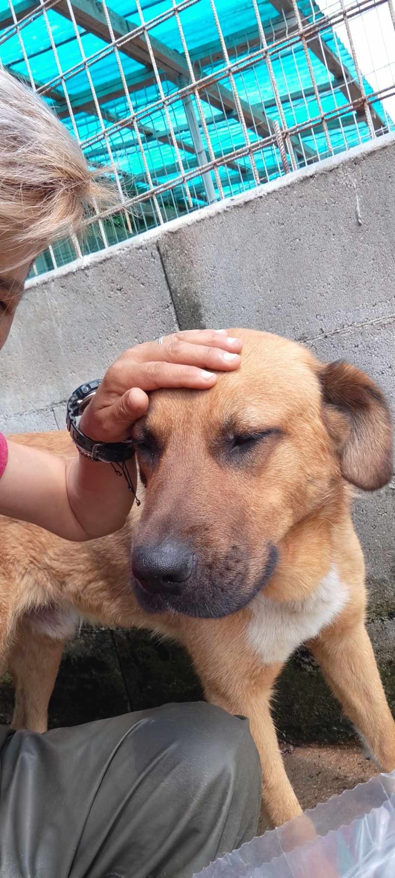 M I L O **** GEADOPTEERD ****