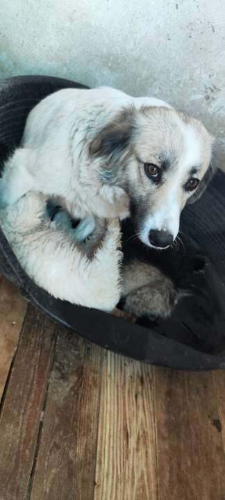 K A T O   *** G E A D O P T E E R D  ***