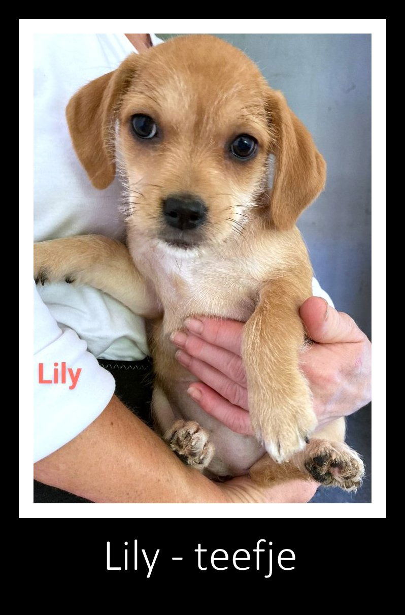 L I L Y   ***   G E A D O P T E E R D  ***