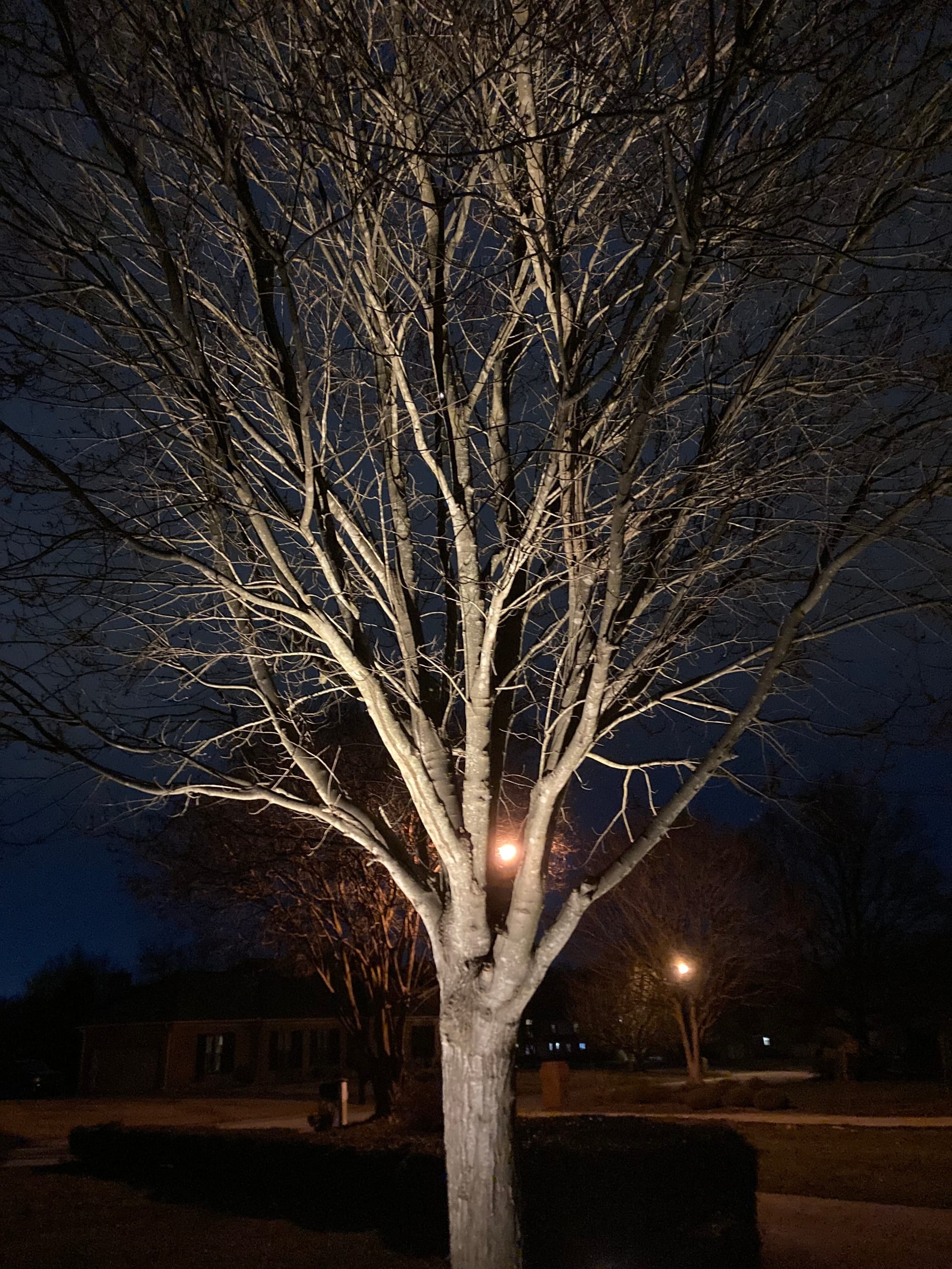 Landscape lighting on tree