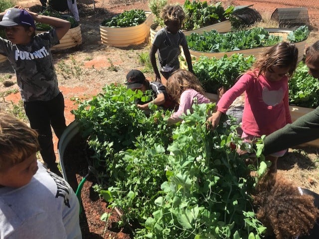 Kitchen Garden Project