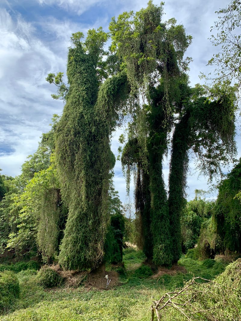 ECOLOGICAL RESTORATION