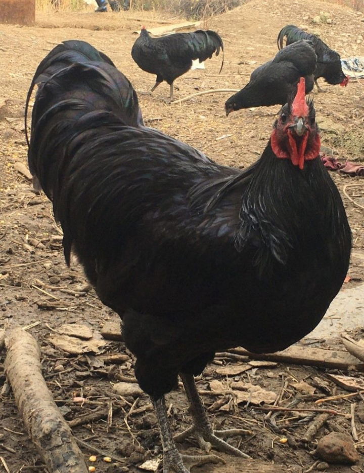 Australorp