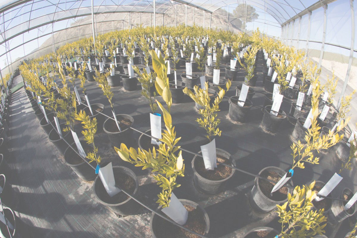 Perales y Ferrer SL, empresa especializada en cítricos