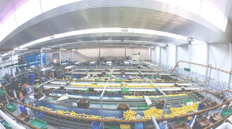 Empresa consolidada en el mercado de los cítricos