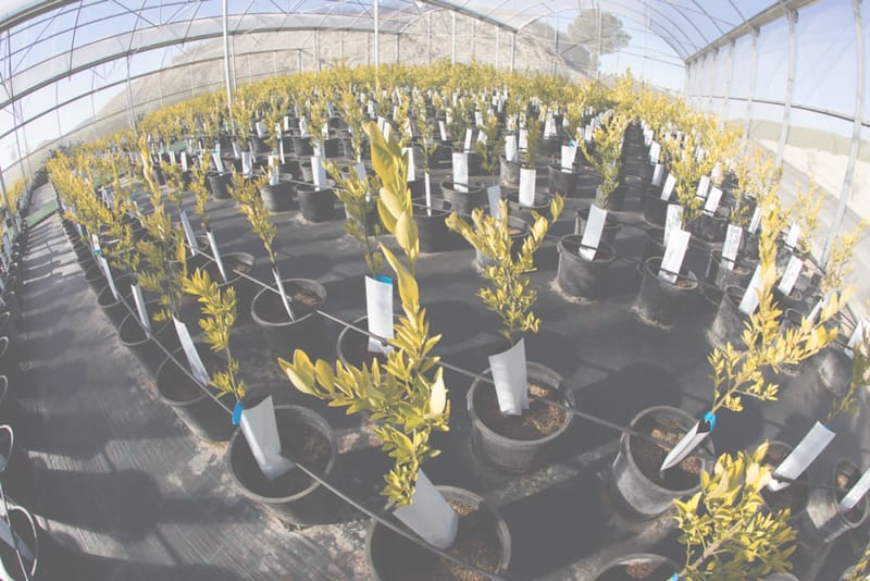 Perales y Ferrer SL, empresa especializada en cítricos